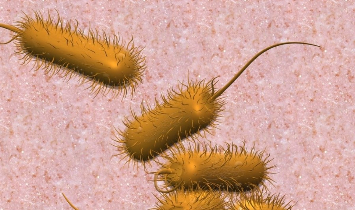 Escherichia coli infekcija Nuotrauka Nr. 1