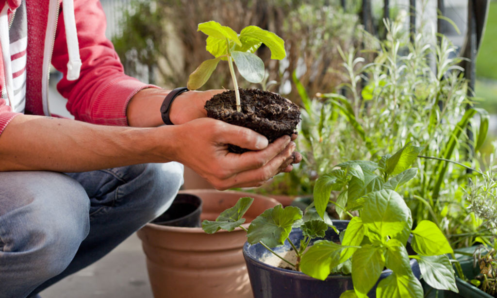 5 priežastys, kodėl verta sodinti gėles savo namuose ir kaip tai susiję su jūsų sveikata