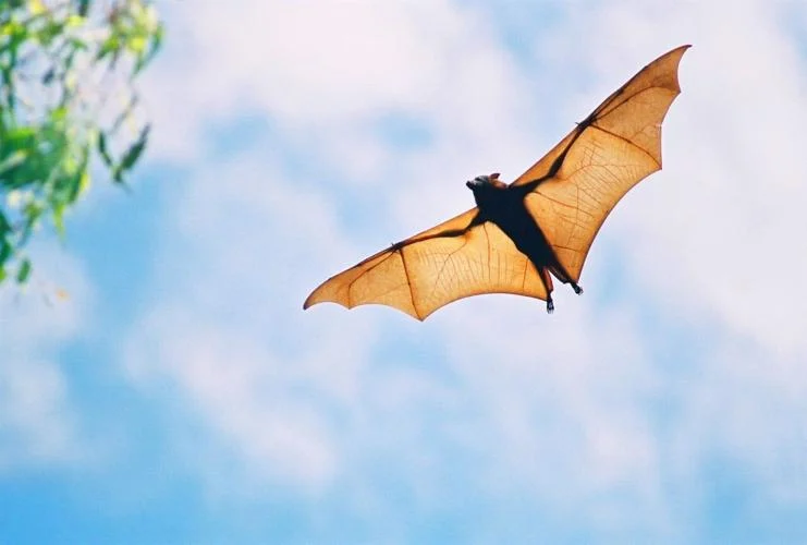 Šikšnosparniai gali būti senėjimo prevencijos paslaptis