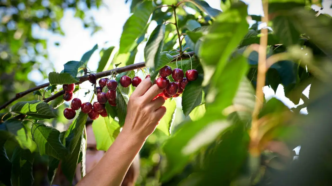 Raudonosios vasaros gėrybės: vyšnių nauda sveikatai