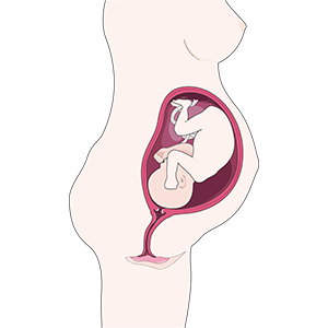 Nėštumas, gimdymas ir pogimdyminis laikotarpis