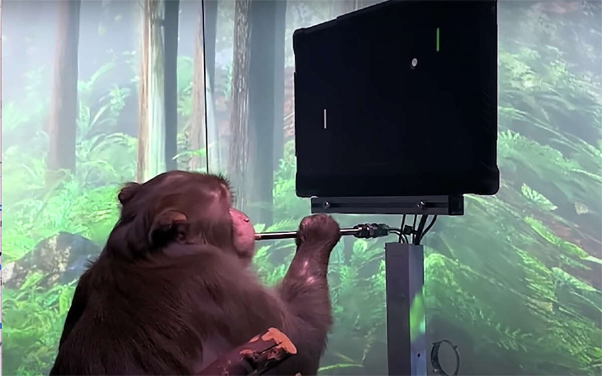 Neuralink bendrovės vykdytų beždžionių eksperimentų